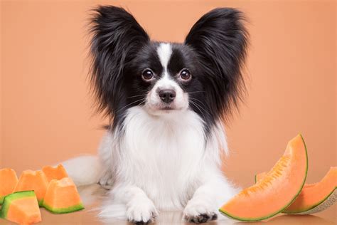 Can Dogs Eat Cantaloupe? Everything You Need to Know - Nextrition Pet