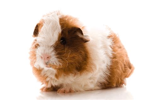 Texel Guinea Pigs