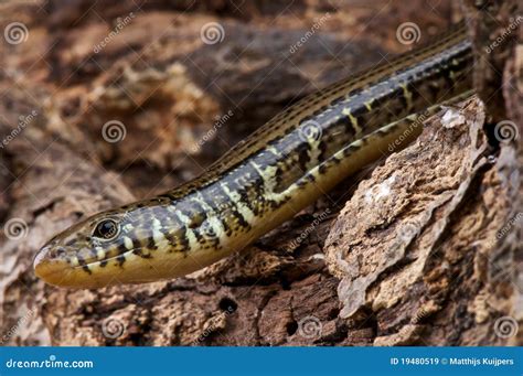 Eastern Glass Lizard Ophisaurus Ventralis In Grass Stock Photo ...