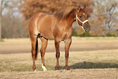 Chestnut Dun Horse