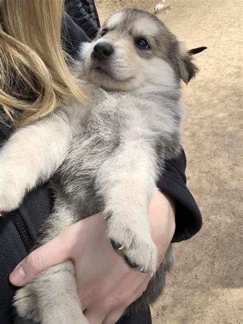 Malamute German Shepherd Cross