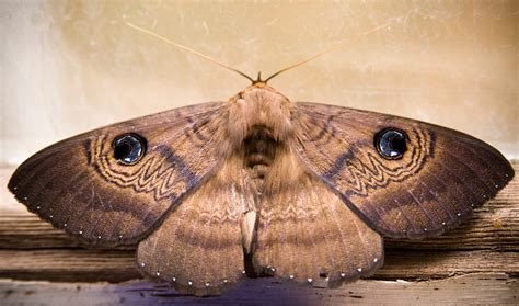 How Moths Enter Your Premises & Risks | Pest Control Blog