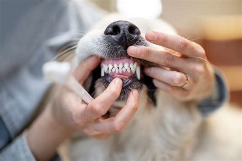 Importance of Pet Dental Care | Ten West Bird & Animal Hospital | Ten ...