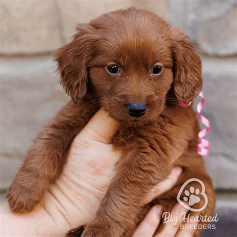 What are Golden Minis/ Mini Golden Retrievers?