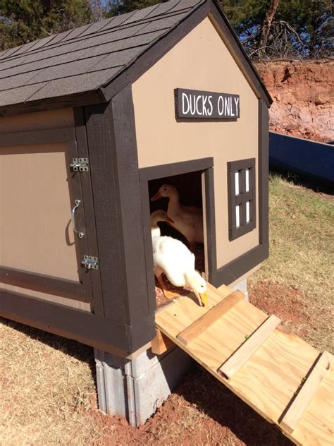 Chicken Coops Duck Houses at Hayley Stokes blog
