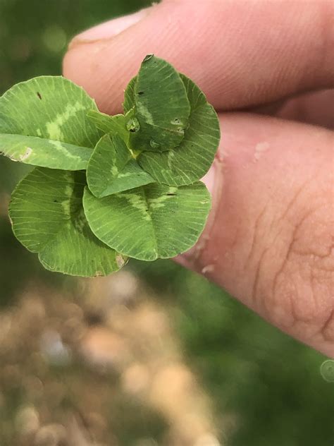 4 leaf clover? How about 6 leaf clover. : r/plants