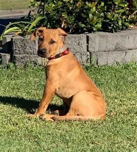 Quid - Large Male Rhodesian Ridgeback x Black Mouth Cur Mix Dog in QLD ...