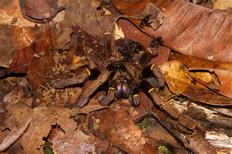 Meet the Vulture Bee: Nature’s Buzzing Butcher – Insect Hive