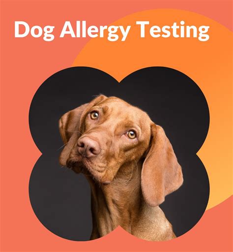 Allergy Testing For Dogs At Home at Zoe Walker blog