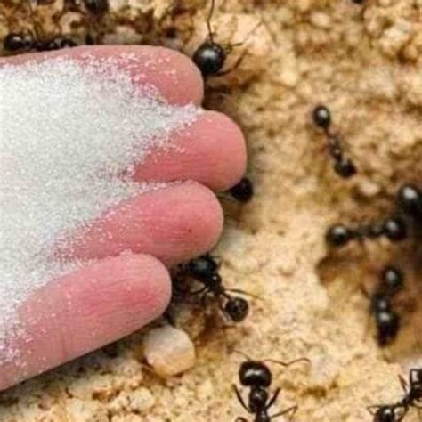 How to Get Rid of Ants using Baking Soda – FLAVORFUL RECIPES