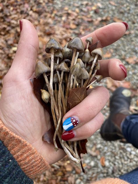 Liberty-caps-in-hands-mushroom-naiils - HIPS & HAWS WILDCRAFTS