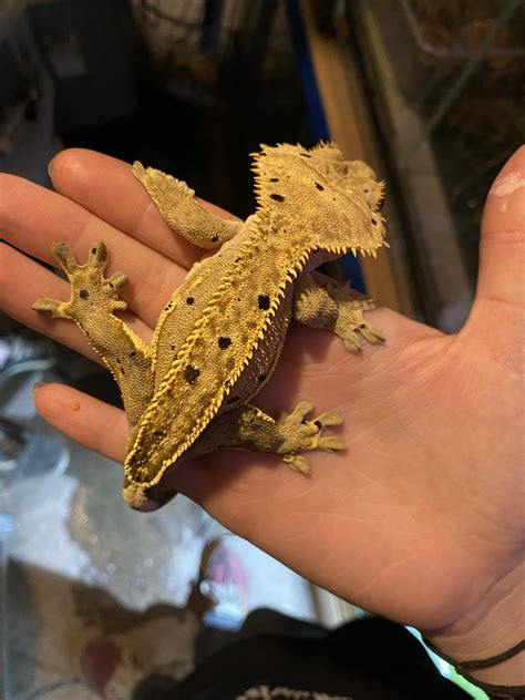 Crested Gecko Morph / Trait Guide - Crested Geckos - MorphMarket ...
