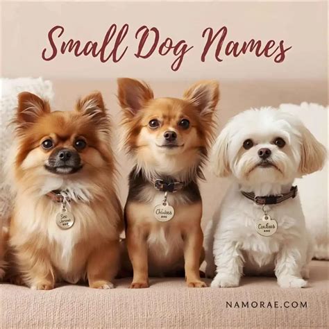 Best Dog Names: 2000+ Fun, Cute & Unique Ideas 🐾