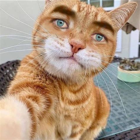 Orange Cat With Human Face