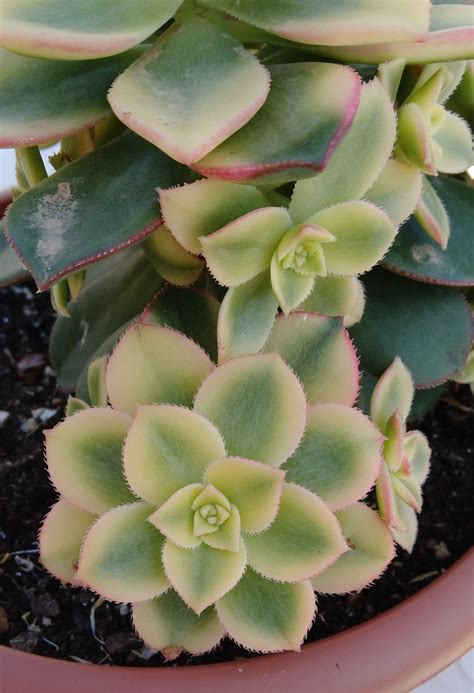 Plantas para hombres: Aeonium haworthii, Aeonium kiwi