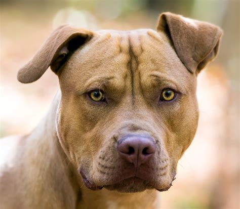 Der American Pit Bull Terrier im Rasseportrait | HUNTER Magazin