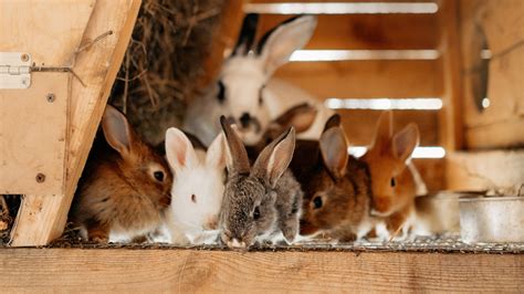 Your Guide on Where to Buy Rabbits