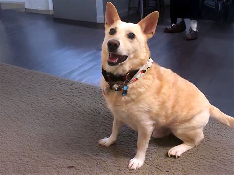 Corgidor: The Loyal, Energetic Corgi-Labrador Mix Dog