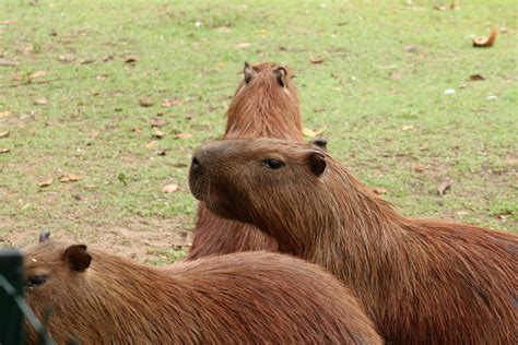 Discover the Delicious Diet of Capybaras: What Do These Adorable ...