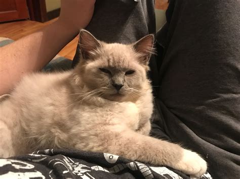 Doing his best “Blue Steel” look : r/ragdolls