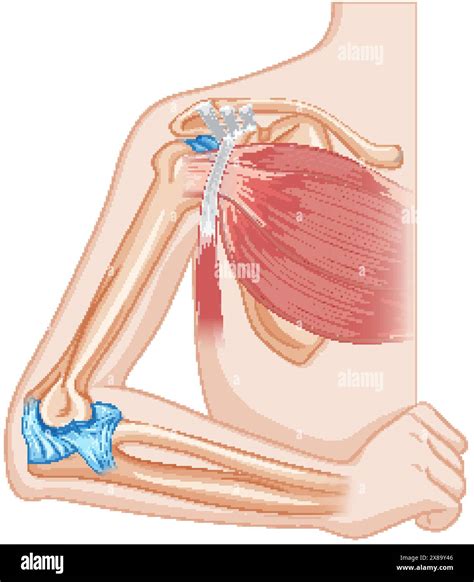 Detailed vector of elbow bone and muscles Stock Vector Image & Art - Alamy