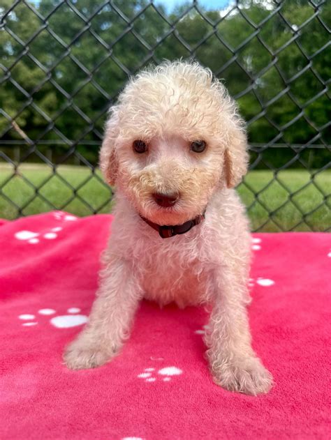 Athena Aug 24 — Carolina Poodle Rescue