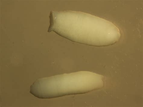 Creepy Dreadful Wonderful Parasites: February 2012