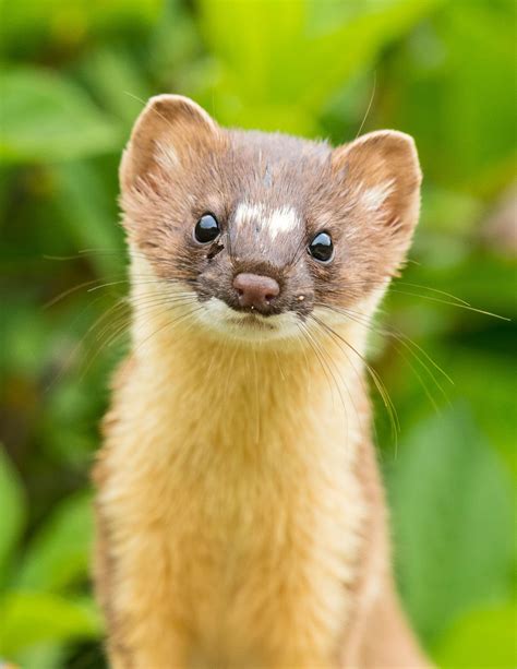 Weasel In Spanish
