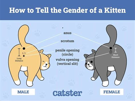 Do Cats Have a Clitoris? Vet-Reviewed Facts About Cat Genitals (With ...