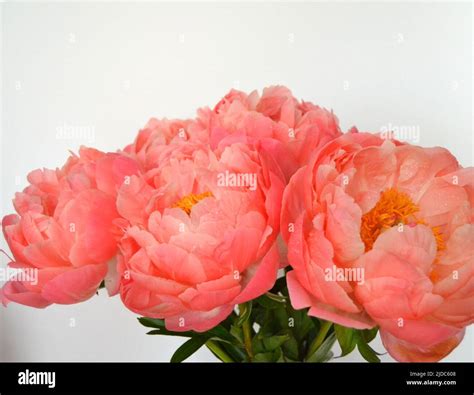 Abundance of Fresh bunch of Peonies Bouquet of different pink colors on ...