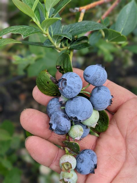 Blueberry Picking - The Giving Farm