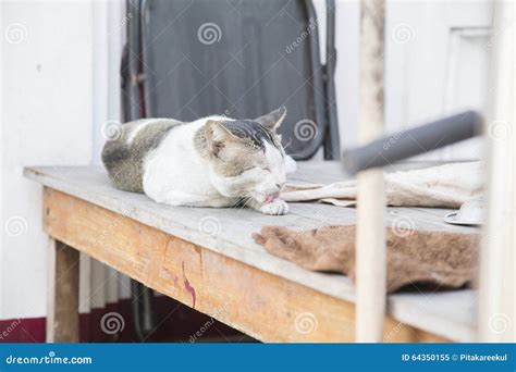 Dirty Stray Cat Lick Foot for Clean on the Table Stock Image - Image of ...