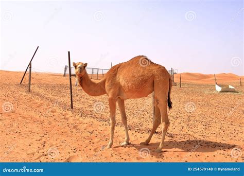 Image of Camel in Desert Wahiba Oman Stock Photo - Image of oman ...