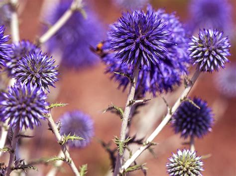 How to Identify Weeds | Love The Garden