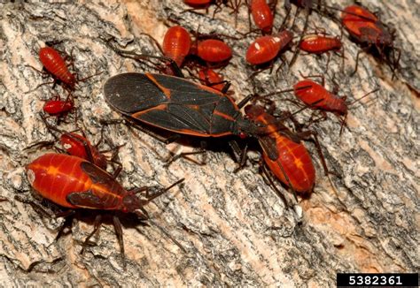 What Does A Female Box Elder Bug Look Like at Margie Barker blog