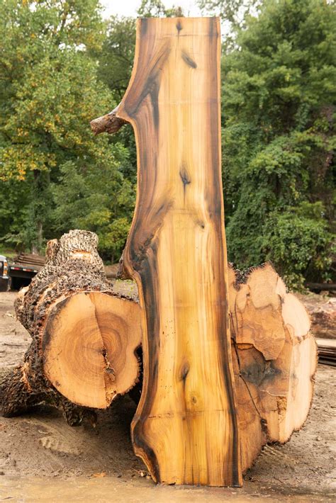 Tulip Poplar Wood