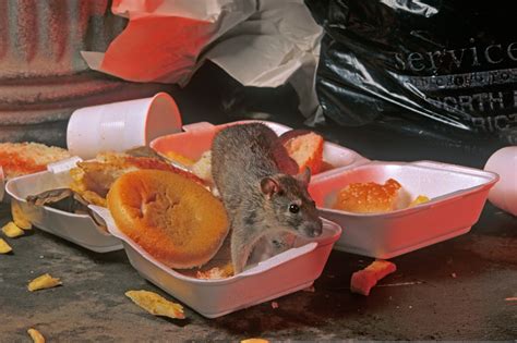 Pet Rats Eat Dog Food at Darcy Bromley blog