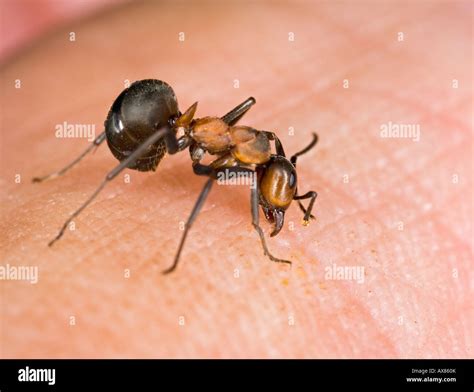 Army Ants Bite