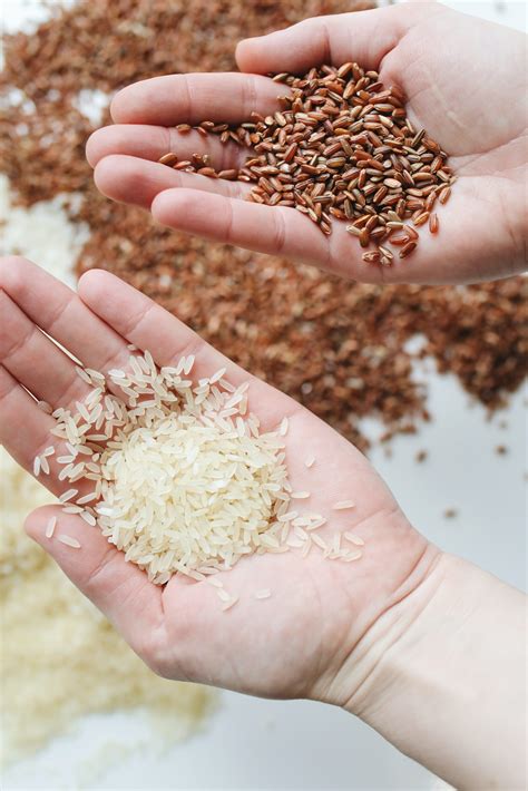 Can Hamsters Eat Uncooked Rice? – HamsterStar