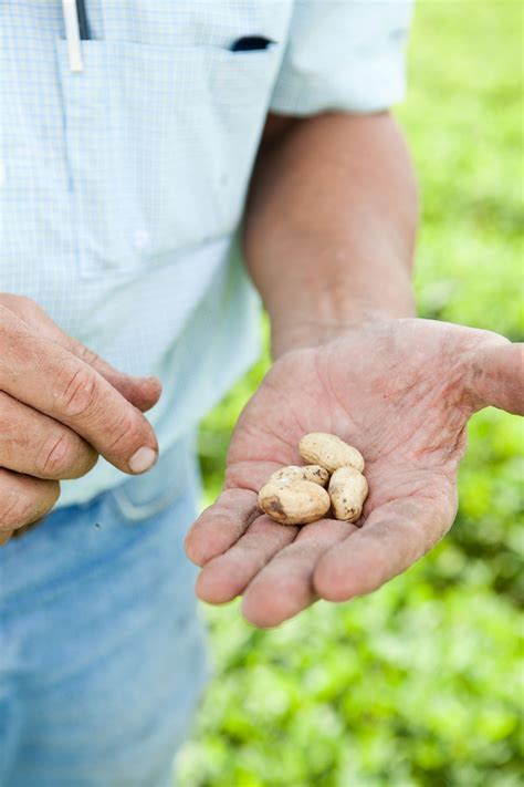 How Peanuts Are Grown & Harvested in Alabama | The Kitchn
