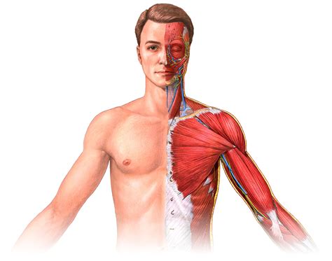 Adam Anatomy