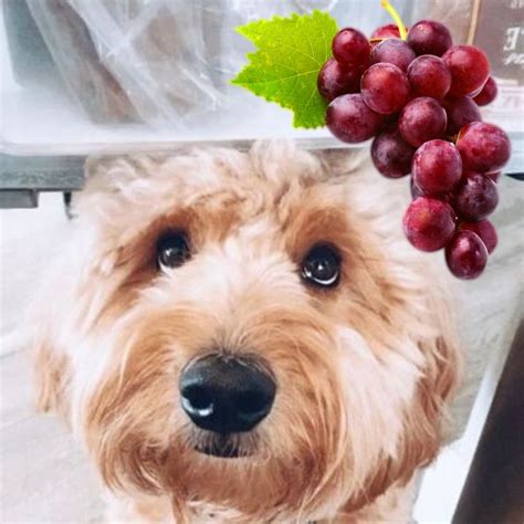 What Happens If Dog Eats A Grape