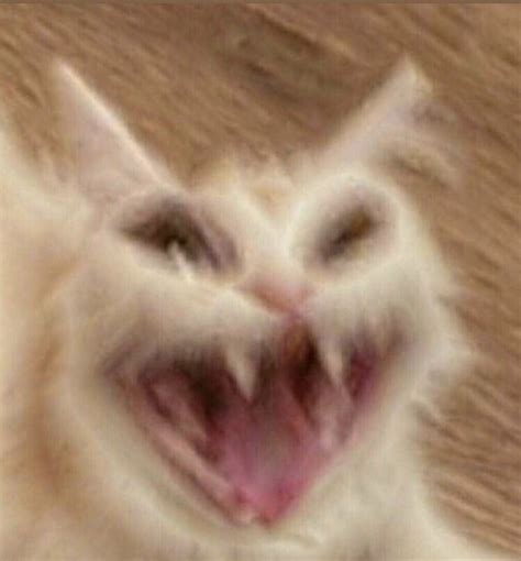 Cursed yelling white cat [meme base] by LyaiDemon on DeviantArt