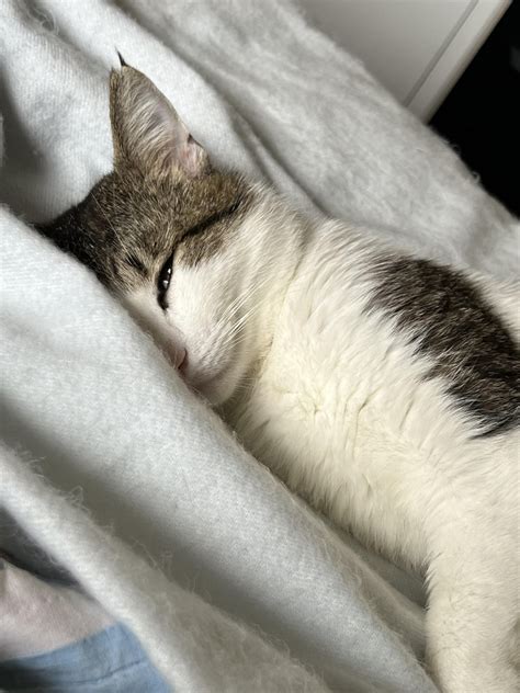 Rippon getting his mimis in : r/TabbyCats