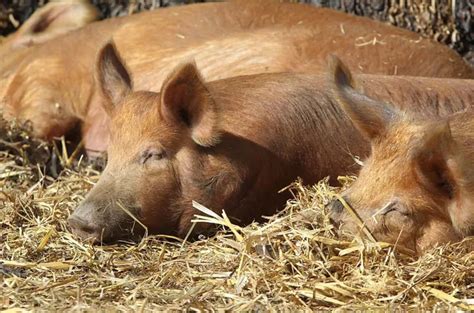 Quest for safe pony began life long mission to save rare livestock ...