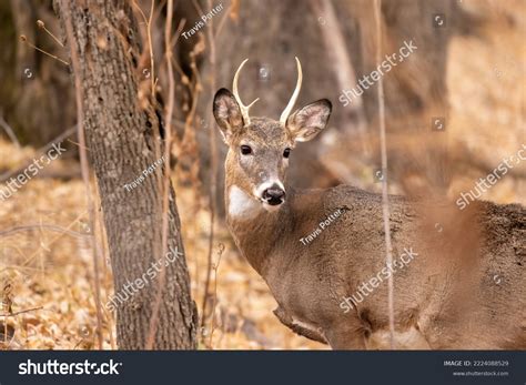 Spike Aspiring Stag Young Two Point Stock Photo 2224088529 | Shutterstock