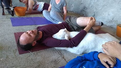 Original Goat Yoga™ California - Original Goat Yoga Mini-Retreat in the ...