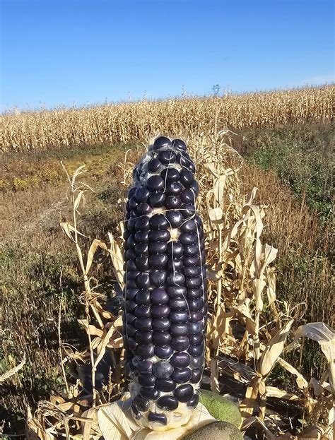 Blue Jade Sweet Corn - Gaia Organics