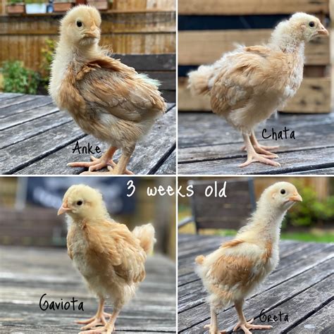 Buff Orpington 3 weeks old | BackYard Chickens - Learn How to Raise ...