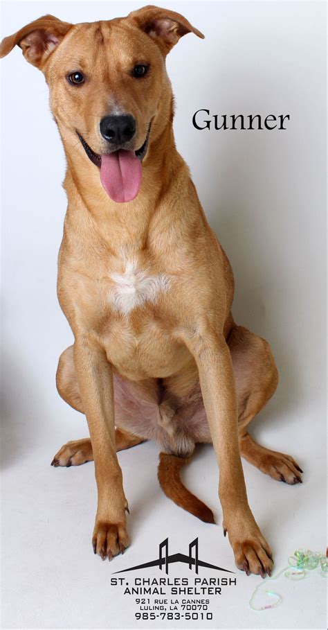 St. Charles Parish: Humane Society Pet of the Week: Gunner